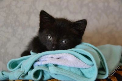 Лот: 2094365. Фото: 1. красивые котята!срочно!!!. Кошки, котята