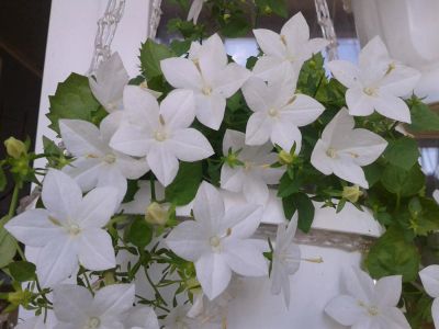 Лот: 11217904. Фото: 1. Кампанула равнолистная Campanula... Горшечные растения и комнатные цветы