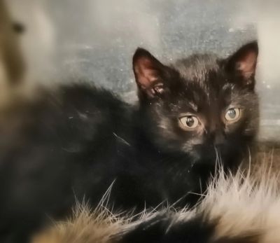 Лот: 16813814. Фото: 1. Черный-черный котенок в добрые... Кошки, котята