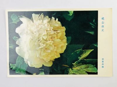 Лот: 23296749. Фото: 1. Цветы: Пион. Белый. Открытка. Открытки, конверты