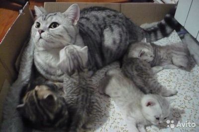 Лот: 7307788. Фото: 1. Британские котята. Кошки, котята