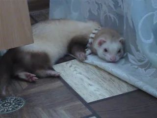 Лот: 6340315. Фото: 1. хорек. Остальные животные