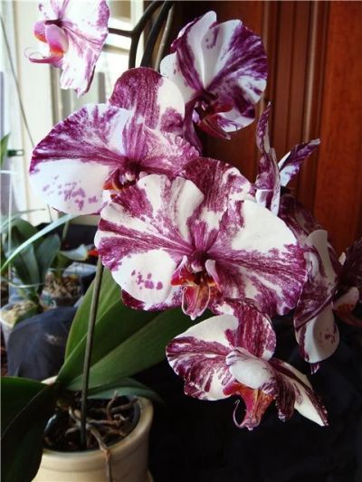 Лот: 13200362. Фото: 1. Орхидея фаленопсис i-hsih Chocolate. Горшечные растения и комнатные цветы