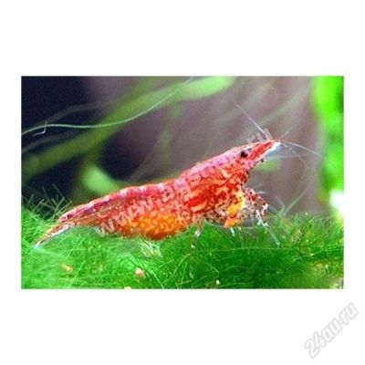 Лот: 1129663. Фото: 1. креветки вишня 40 штук. Моллюски, ракообразные, кораллы