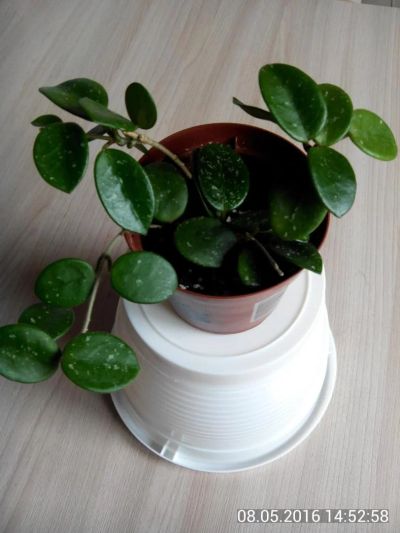 Лот: 7284437. Фото: 1. хойя (Hoya cv. "Mathilde"). Горшечные растения и комнатные цветы