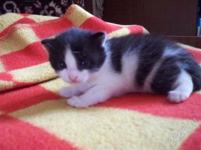 Лот: 355163. Фото: 1. Отдам котенка. Остальные животные