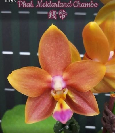 Лот: 18217762. Фото: 1. Орхидея Фаленопсис,447 Meidarland... Горшечные растения и комнатные цветы