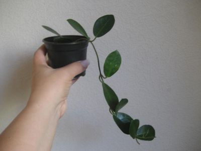 Лот: 4426959. Фото: 1. Хойя аустралис (Hoya australis... Горшечные растения и комнатные цветы