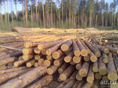 Лот: 10052034. Фото: 1. Куплю лес тонкомер. Древесина, пиломатериал