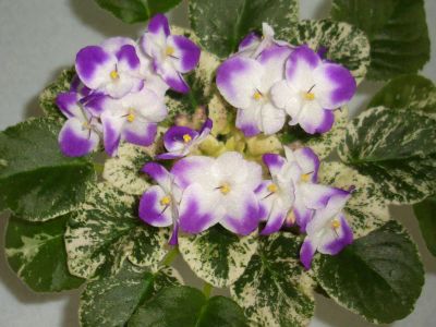 Лот: 7474905. Фото: 1. Фиалка Sugar Plum Dream - детка. Горшечные растения и комнатные цветы