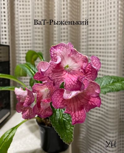 Лот: 22395528. Фото: 1. Стрептокарпус ВаТ-Рыженький (стартер... Горшечные растения и комнатные цветы