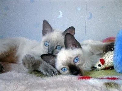 Лот: 580383. Фото: 1. Тайские котята-синеглазые эльфята... Кошки, котята