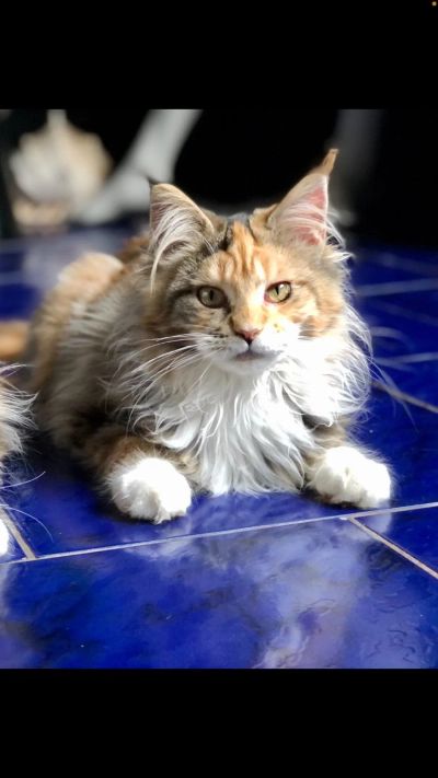 Лот: 17417652. Фото: 1. Котята мейн-кун. Кошки, котята