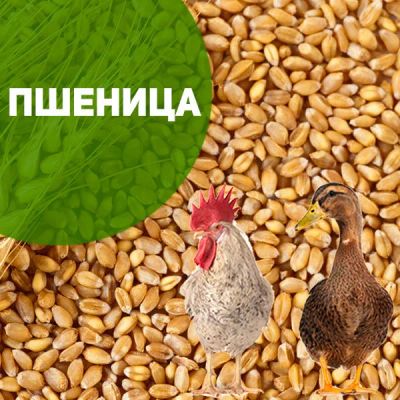 Лот: 16162072. Фото: 1. Пшеница фуражная на корм скоту. Корма