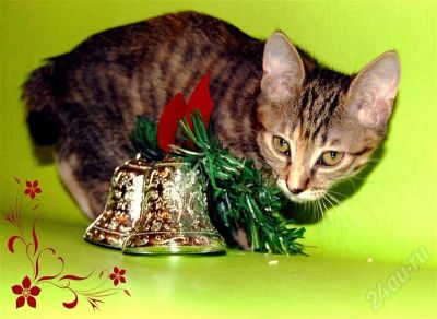 Лот: 685832. Фото: 1. Курильский бобтейл - Дуняша Э... Остальные животные