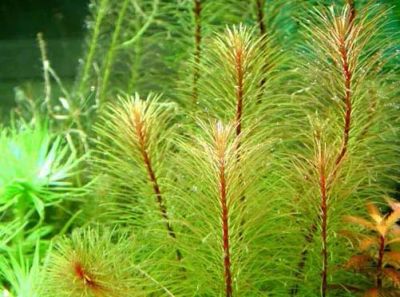 Лот: 8803950. Фото: 1. Ротала Бангладеш (Rotala sp... Водные растения