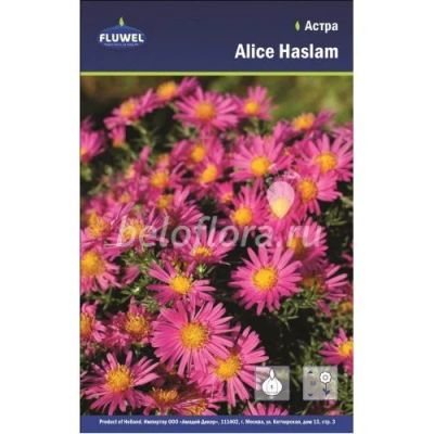 Лот: 15985729. Фото: 1. Астра Элис Хаслам / Alice Haslam... Садовые цветы