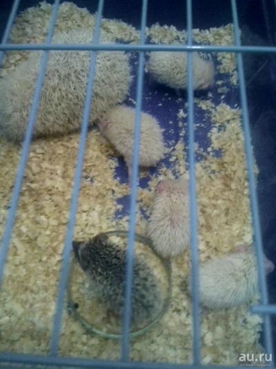 Лот: 10468824. Фото: 1. Ёжик. Остальные животные