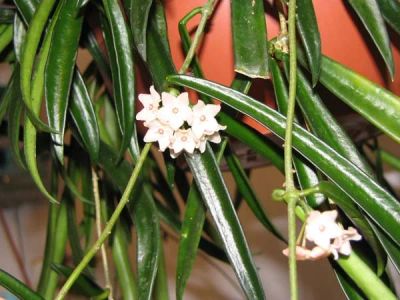 Лот: 7146001. Фото: 1. Хойя шеферди (Hoya shepherdii). Горшечные растения и комнатные цветы