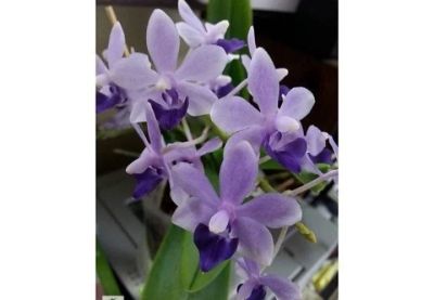 Лот: 14576731. Фото: 1. Орхидея Dtps. Tzu Chiang Sapphire. Горшечные растения и комнатные цветы