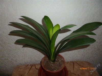 Лот: 2579069. Фото: 1. кливия. Горшечные растения и комнатные цветы