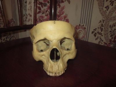 Лот: 3489345. Фото: 1. Череп... Разное