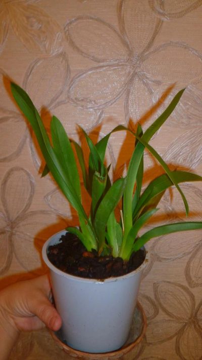 Лот: 6490189. Фото: 1. орхидея камбрия(отцвела). Горшечные растения и комнатные цветы