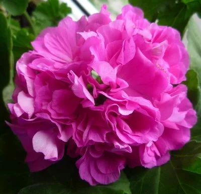 Лот: 14296696. Фото: 1. Пеларгония Bold Pixie. Горшечные растения и комнатные цветы
