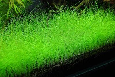 Лот: 19110484. Фото: 1. 🌱Элеохарис парвула (Eleocharis... Водные растения