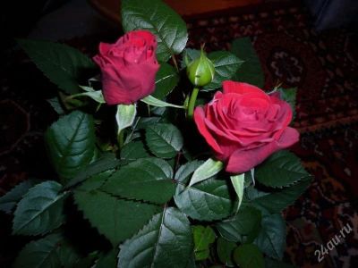 Лот: 1814409. Фото: 1. комнатная роза красная ,последний... Горшечные растения и комнатные цветы