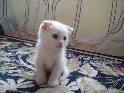 Лот: 2731261. Фото: 1. Котята шотландские вислоухие. Кошки, котята