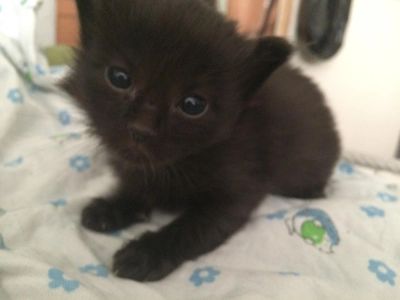 Лот: 8365701. Фото: 1. Отдам даром домашнего котёнка. Кошки, котята