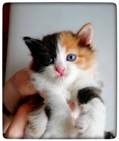 Лот: 13433209. Фото: 1. котенок, киса девочка. Кошки, котята