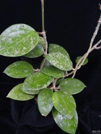 Лот: 16411656. Фото: 1. Хойя-Hoya sp. Heart shape leaves... Горшечные растения и комнатные цветы
