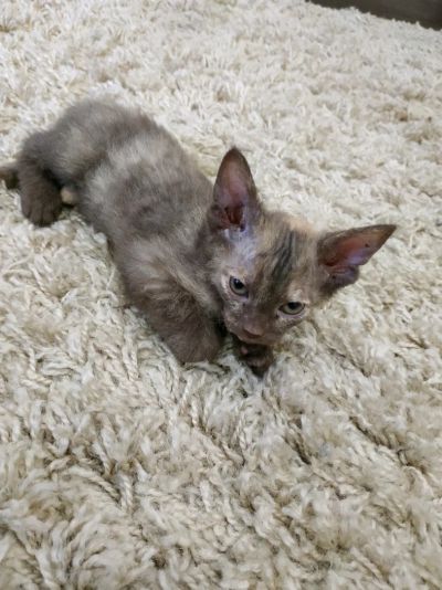 Лот: 12076273. Фото: 1. Донской сфинкс. Кошки, котята