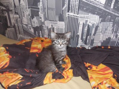 Лот: 3519308. Фото: 1. Красивые котятки!. Кошки, котята