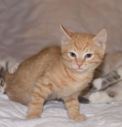 Лот: 10636113. Фото: 1. Котенок рыжий "табби". Кошки, котята