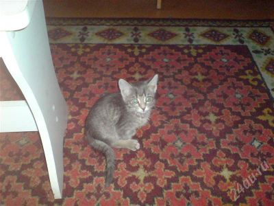 Лот: 257449. Фото: 1. Киса. Остальные животные