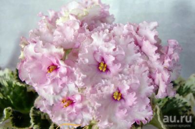Лот: 13736238. Фото: 1. Фиалка Pink Chablis (Sorano) Ук... Горшечные растения и комнатные цветы