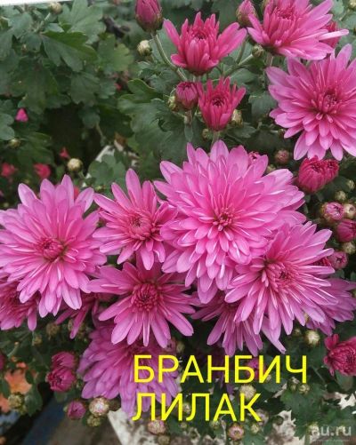 Лот: 8878205. Фото: 1. Бранбич лилак мультифлора. Садовые цветы