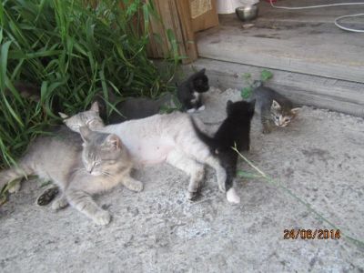 Лот: 4236516. Фото: 1. подарю котят от сиамской кошечки... Кошки, котята