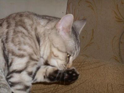 Лот: 4367934. Фото: 1. Отдам британского кота. Кошки, котята