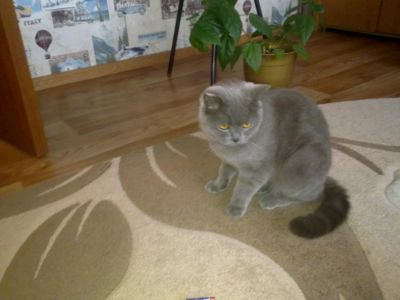 Лот: 4487336. Фото: 1. Отдам в хорошие руки. Кошки, котята