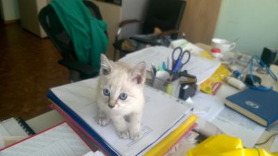 Лот: 14545974. Фото: 1. Помесные котята 1,5 мес. Кошки, котята