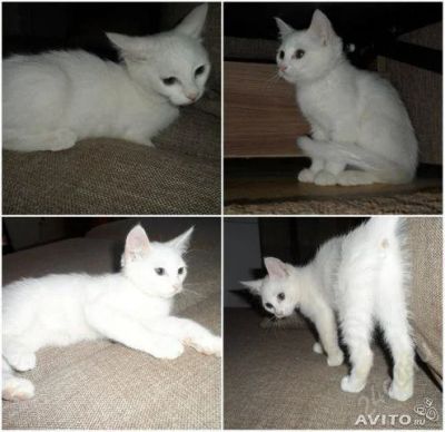 Лот: 2952161. Фото: 1. Котенок, девочка, 2 мес. Кошки, котята