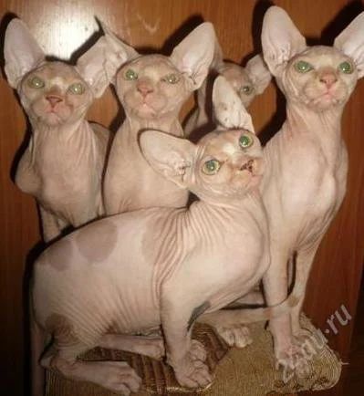 Лот: 2247760. Фото: 1. Котёнок канадского сфинкса ( паспорт... Кошки, котята