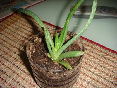 Лот: 1821565. Фото: 1. Алоэ-вера. Горшечные растения и комнатные цветы