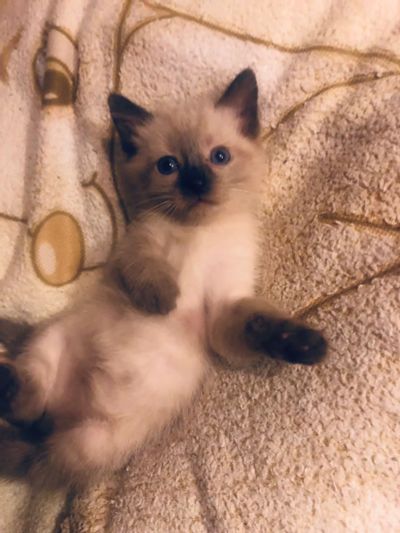 Лот: 18376744. Фото: 1. Котятки. Кошки, котята