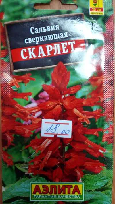 Лот: 15535927. Фото: 1. Сальвия. Садовые цветы