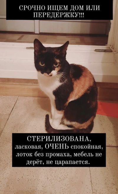 Лот: 16491636. Фото: 1. Ласковая кошка Апельсинка стерильна. Кошки, котята